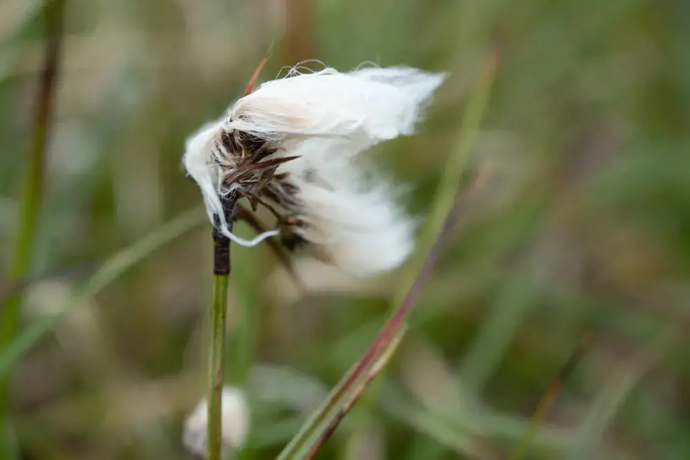 Cottongrass blowing in the wind. Image by Nick Mott. United States, 2019.