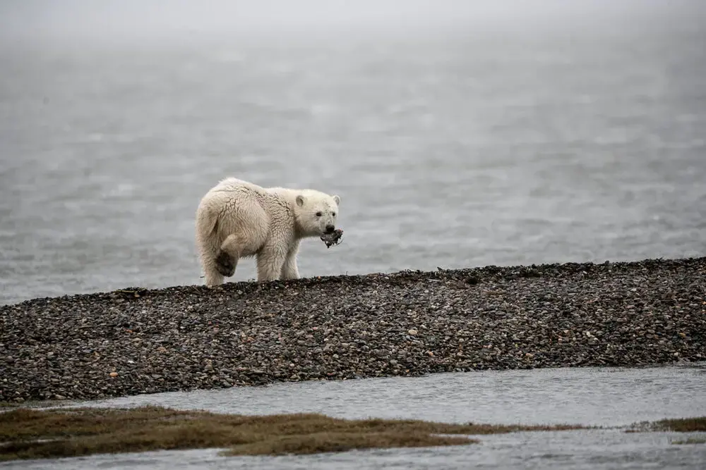 A polar bear cub with a snack. Image by Nick Mott. United States, 2019.