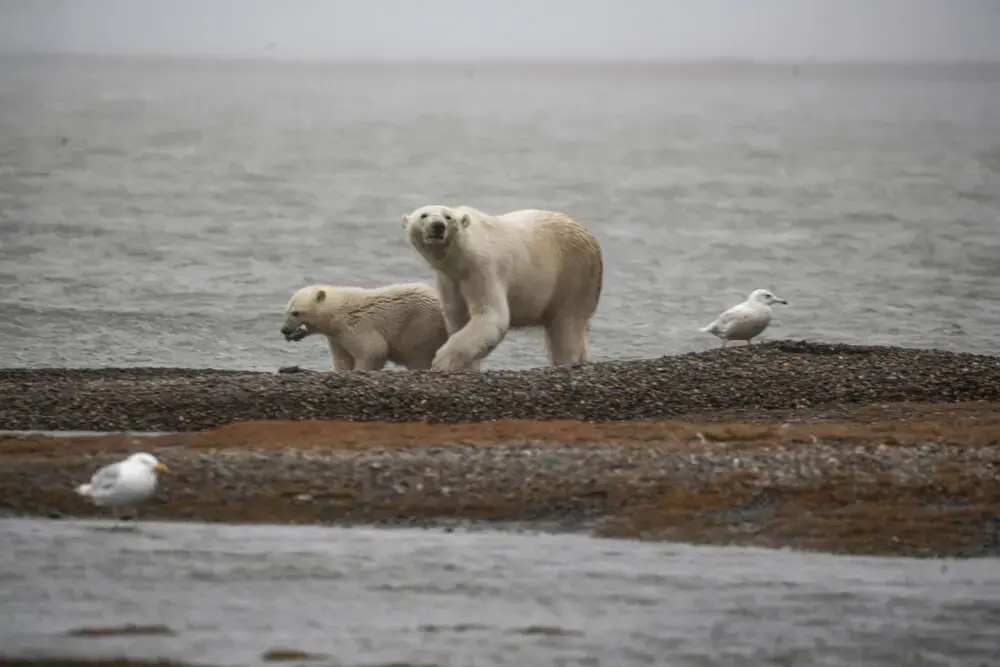 Polar bears in the refuge. Image by Nick Mott. United States, 2019.
