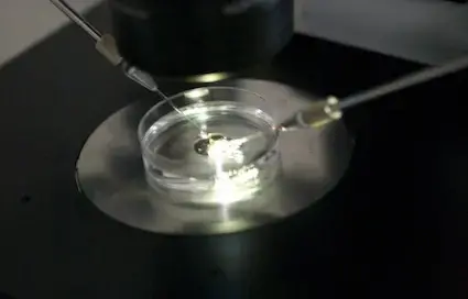 Media file: egg.jpg