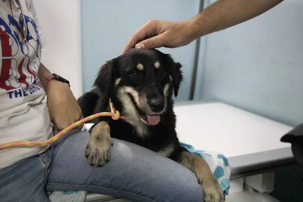 Even Pinchata “smiles” with the news of the negative heartworm test results. Image by Jamie Holt. United States, 2019.