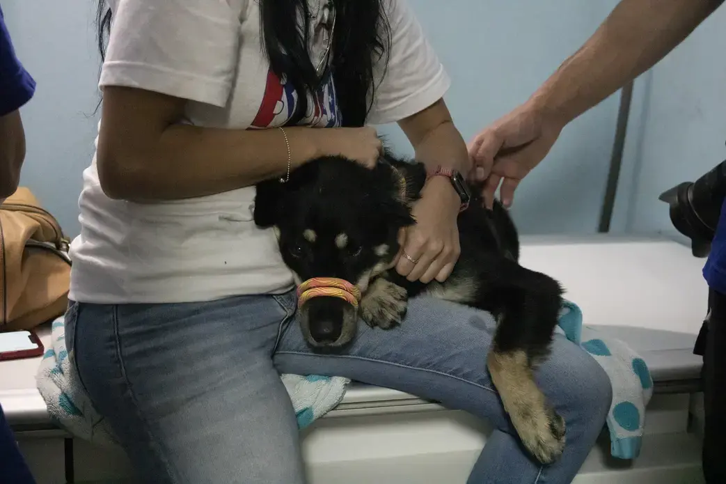 Negrón holds and comforts the newly named Pinchata as they wait for heartworm test results. Image by Jamie Holt. United States, 2019.