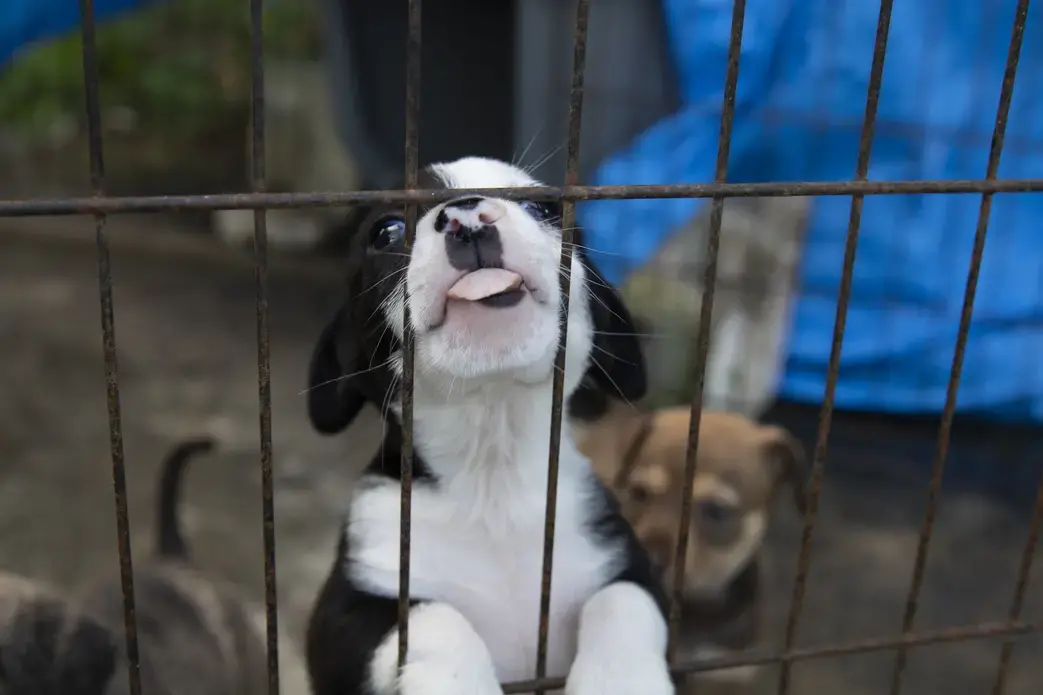One of the spunky puppies sticks its tongue through the cage bars. Image by Jamie Holt. United States, 2019.<br />
