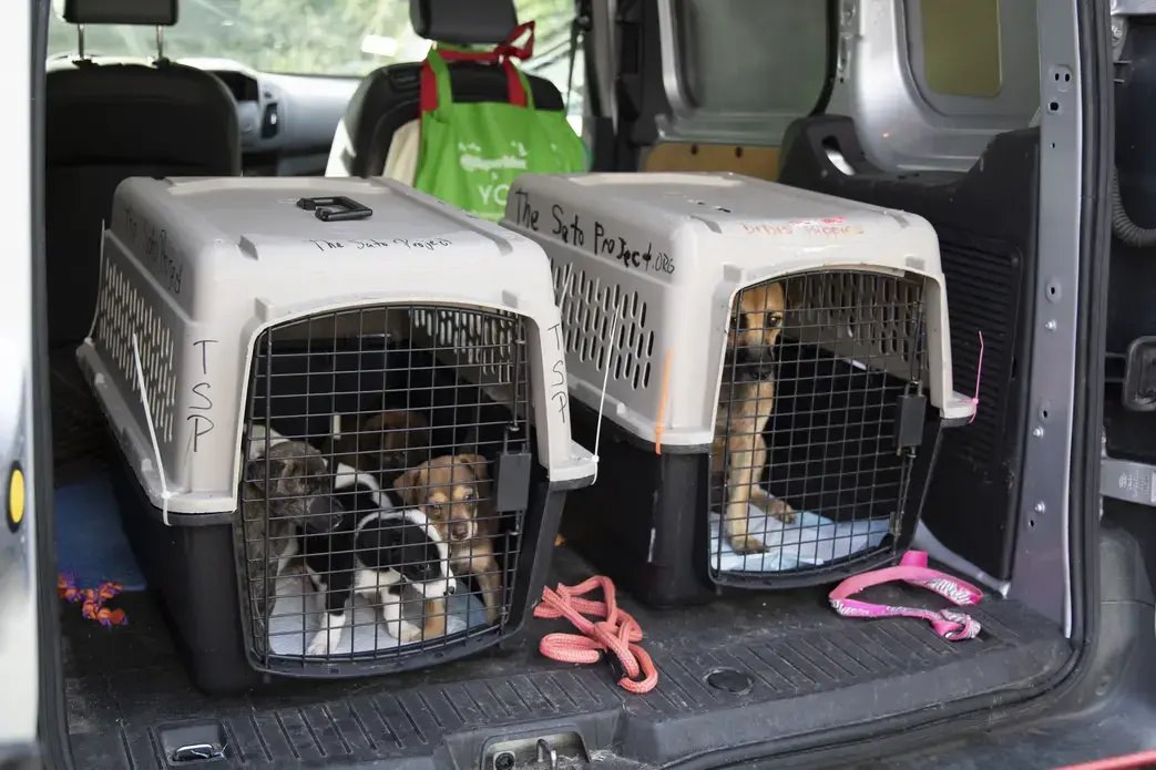 Loaded up and ready to go, Osario takes the litter and mother to Candelero Animal Hospital. Image by Jamie Holt. United States, 2019.<br />
