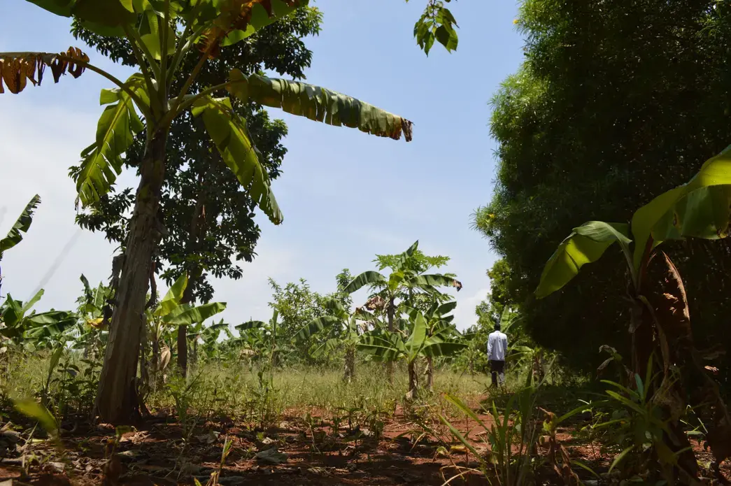 A garden owned by a Walumbe resident in the buffer zone between Lake Victoria and the forest plantation. Image by Annika McGinnis. Uganda, 2019. A garden owned by a Walumbe resident in the buffer zone between Lake Victoria and the forest plantation. Image by Annika McGinnis. Uganda, 2019.