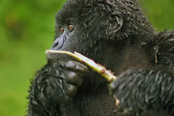 Gorilla - Ruhengeri, Rwanda Gorilla - Ruhengeri, Rwanda