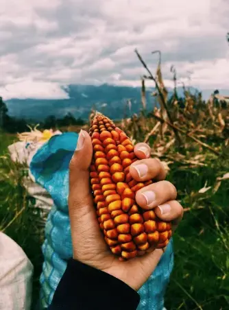 I love the corn and the view. Image by Hanan Kadir. Ecuador, 2018.<br />
