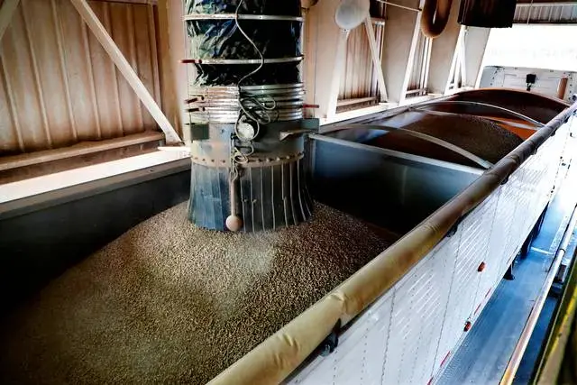 Processed wood pellets are loaded into a hopper at the Enviva plant in Northampton, N.C. Tuesday, Sept. 3, 2019. Enviva is the country’s largest producer of wood pellets. Image by Ethan Hyman. United States, 2019. Processed wood pellets are loaded into a hopper at the Enviva plant in Northampton, N.C. Tuesday, Sept. 3, 2019. Enviva is the country’s largest producer of wood pellets. Image by Ethan Hyman. United States, 2019.