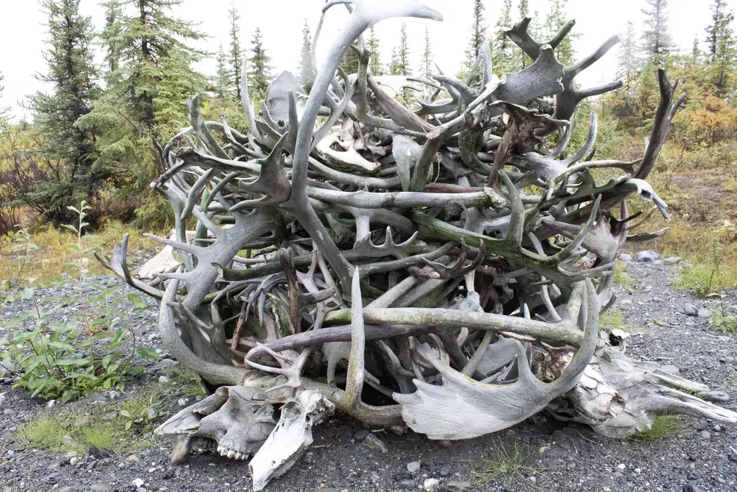 Antler pile with caribou antlers, moose paddles, and some skulls, too. Image by Amy Martin. United States, 2019.