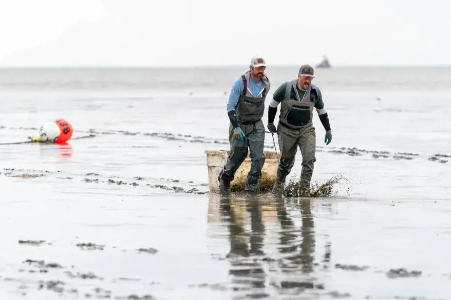 two men in fishing gear drag a plastic container across a muddy beach
