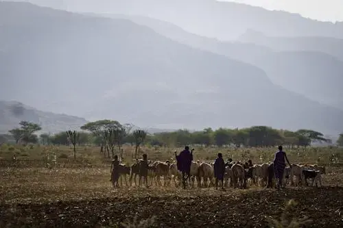 Uganda's Karamojong, a traditional herding people, value their cattle as a sign of wealth and status. Image by Marc Hofer. Uganda, 2011. Uganda's Karamojong, a traditional herding people. Uganda, 2011.