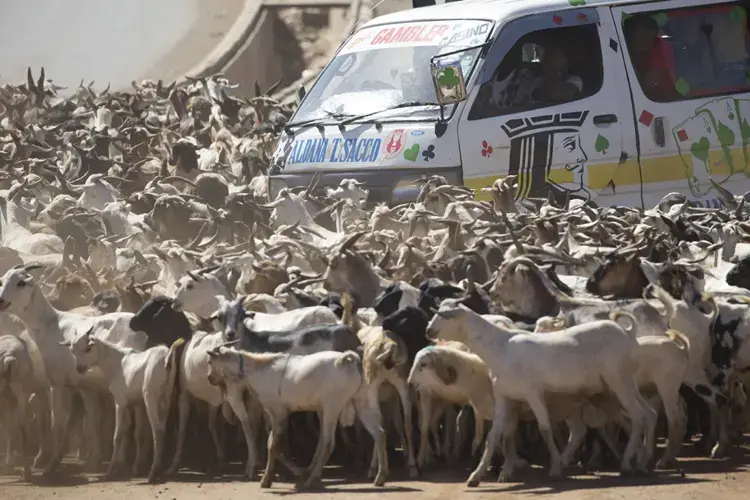 A bus driver tries to nudge through a goat herd along a major road in Nairobi, Kenya. With no access to pasture or feed lots, herders let the goats graze along roadways before being sent to slaughterhouses. Image by Mark Hoffman. Kenya, 2017.