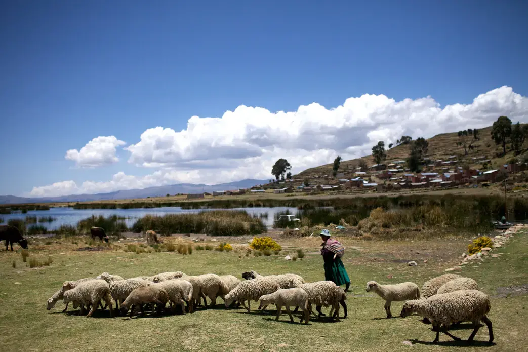 Near the Bay of Cohana, where the rivers running from El Alto finally meet Lake Titicaca, most people live by raising sheep and cows, and small-scale farming. Image by Noah Friedman-Rudovsky. Bolivia, 2011. Media file: lakeshorecommunity.jpg