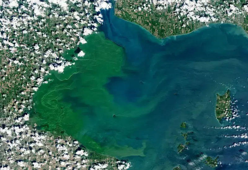 The toxic algae bloom that formed this summer in western Lake Erie was among the most severe that scientists have observed. In a NASA satellite image taken on July 30, 2019, the green medley of plankton and bacteria had grown larger than New York City. Image courtesy of USGS / NASA Landsat. United States, 2019. The toxic algae bloom that formed this summer in western Lake Erie was among the most severe that scientists have observed. In a NASA satellite image taken on July 30, 2019, the green medley of plankton and bacteria had grown larger than New York City. Image courtesy of USGS / NASA Landsat. United States, 2019.