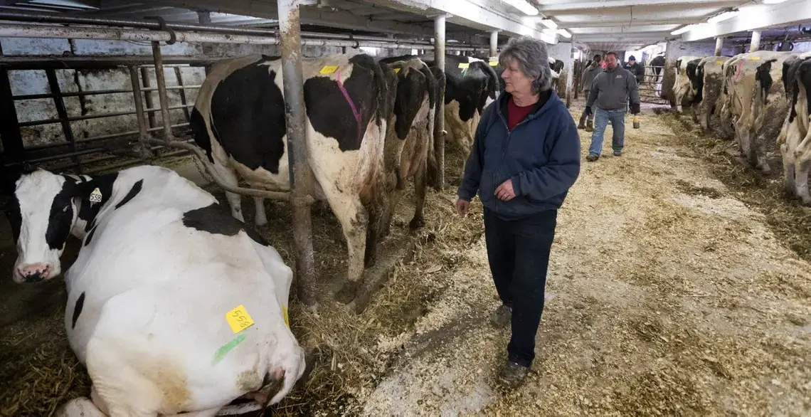 After milking for the final time, Marsha Ryan walks through the barn during an auction. Image by Mark Hoffman. United States, 2019.