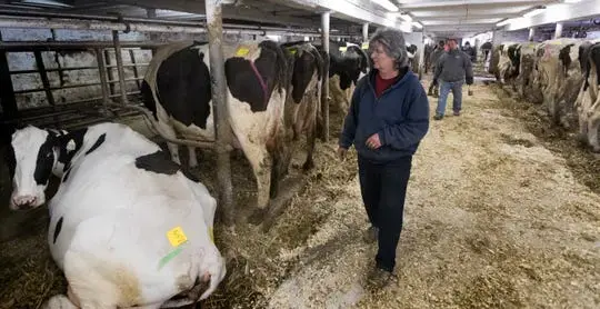 After milking for the final time, Marsha Ryan walks through the barn during an auction at her family's farm in Belleville. The Ryans sold off their dairy livestock and feed and planned to switch to farming corn, beans and some beef cattle. Image by Mark Hoffman / Milwaukee Journal Sentinel. United States, undated. After milking for the final time, Marsha Ryan walks through the barn during an auction at her family's farm in Belleville. The Ryans sold off their dairy livestock and feed and planned to switch to farming corn, beans and some beef cattle. Image by Mark Hoffman / Milwaukee Journal Sentinel. United States, undated.