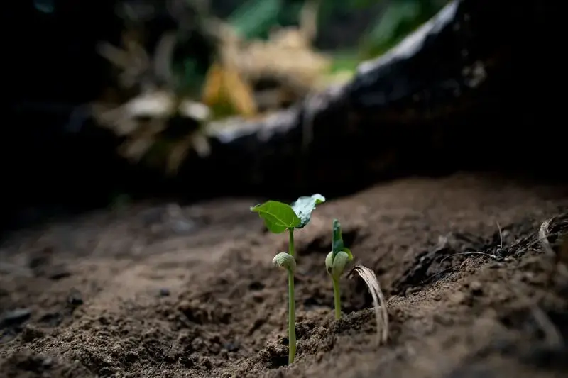 Beans planted by Elias da Silva Lima, 63, sprout from the soil on land he farms in the Virola Jatoba settlement in Anapu. Image by Spenser Heaps. Brazil, 2019.