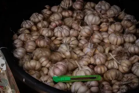 The garlic is soaked twice in warm water before packaging—first as bulbs to make them easier to peel, then as peeled cloves to keep them fresh. Image by Micah Castelo. Philippines, 2019.  