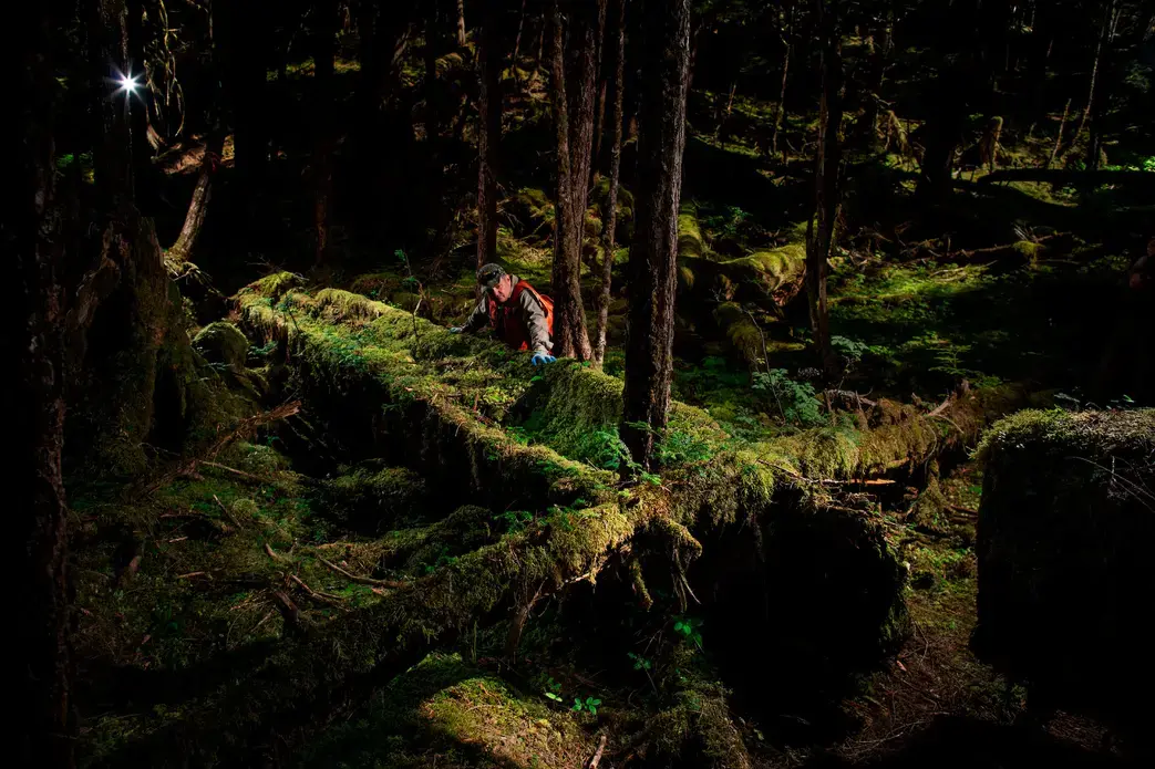 The 'Haida Canoe' is a 500-year-old canoe that was found near a logging site on Prince of Wales Island. The site is owned by Sealaska. The site also has stumps from older trees cut down in various periods of indigenous occupation. Image by Joshua Cogan. United States, 2019.