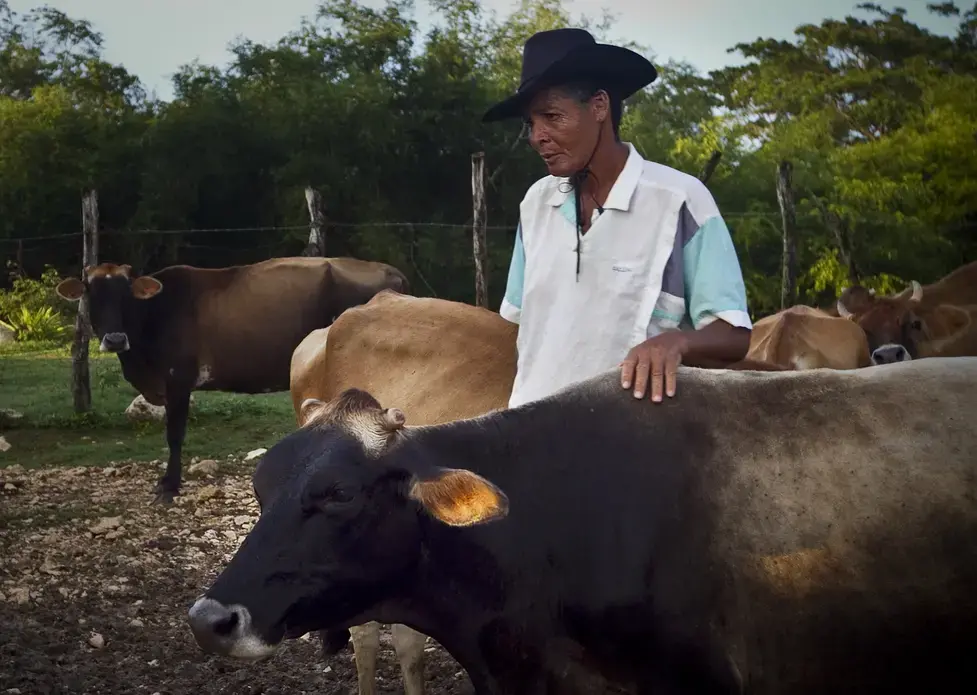 Jamaica milk producers, 2011.