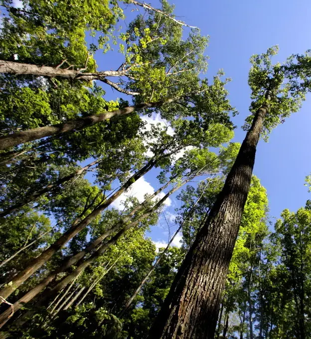 Aspen trees tower overhead in Chequamegon-Nicolet National Forest in northern Wisconsin. Image by Mike De Sisti. United States, 2012. Media file: paper_trees_custom-c030f75a7f839fc28902bf9b15f25faee5e0bacb-s4.jpg