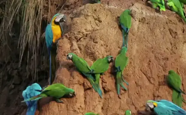 Image by Stephen Sapienza, Peru, 2011. Media file: peru_gold.jpg