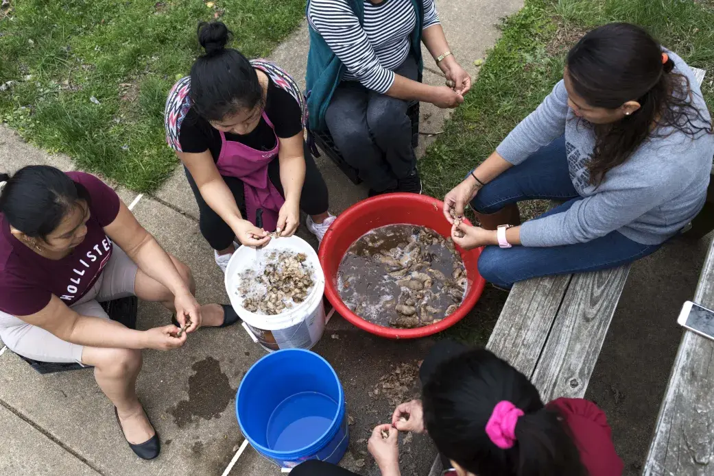A group of women prepare chuño, a freeze-dried potato imported from Bolivia, to cook as part of a kermesse to raise money for a family in Bolivia whose kitchen gas tank exploded. The explosion badly injured the father and children. Carol Cordova (with pink hairtie) and her cousin Marisol Rojas (not pictured) were moved by the family’s plight and organized their friends and volunteers to hold the kermesse. Image by Carey Averbook. Bolivia, 2016.