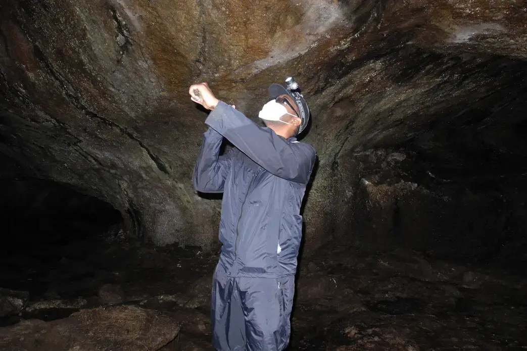 A PREDICT veterinarian collects samples in August 2013 from a bat in Uganda to test for infectious disease. Image courtesy Gorilla Doctors. The work includes looking for new diseases in places where high risk behaviors, such as bushmeat hunting and bat guano farming, take place. Launched in 2009, the PREDICT project received $100 million in funding over its first five years.