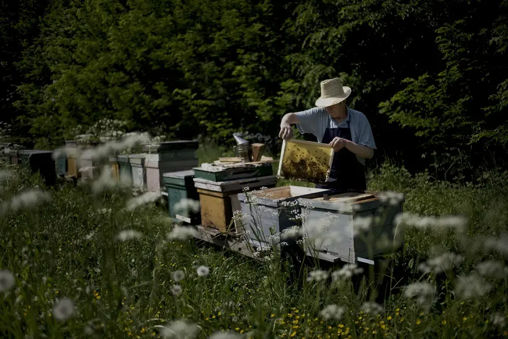 Remus Cenusa is a beekeeper near the Rosia Montana gold mines. Image by Nadia Shira Cohen. Romania, 2011. Remus Cenusa is a beekeeper near the Rosia Montan gold mines
