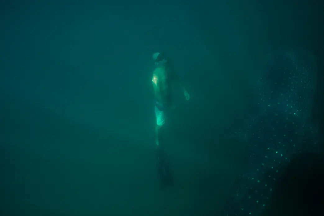 Hoyt Peckham takes a day off from work to swim alongside a mammoth whale shark. Image by Dominic Bracco II. Mexico, 2012 Media file: seaofcortez-3.jpg