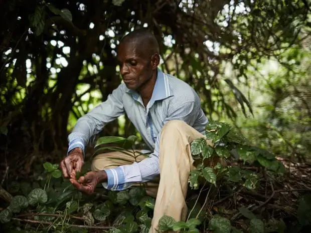 Bienvenue Efete, a healer, collects a herb he uses in his traditional remedy for snakebites. Image by Hugh Kinsella Cunningham. Congo, 2019.