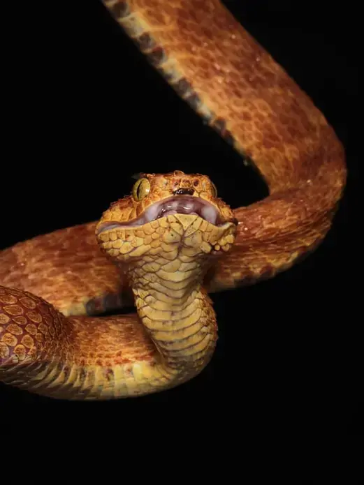 Venom from the atheris viper causes intense pain and haemorrhage. No specific anti-venom exists. Image by Hugh Kinsella Cunningham. Congo, 2019.