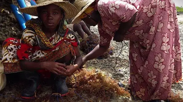Farmers prepare to plant the higher value species of seaweed, Cottonii, in a deep water farm. Crops in shallow water farms have been failing in Zanzibar due to warming seawater temperatures attributed to climate change. Image by Haley Joelle Ott. Zanzibar, 2017. Farmers prepare to plant the higher value species of seaweed, Cottonii, in a deep water farm. Crops in shallow water farms have been failing in Zanzibar due to warming seawater temperatures attributed to climate change. Image by Haley Joelle Ott. Zanzibar, 2017.