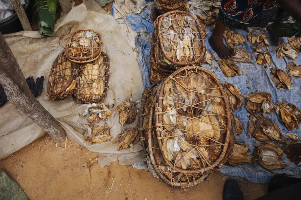 Dried fish for sale in the Yangambi market. Image by Sarah Waiswa. Democratic Republic of Congo, 2019.