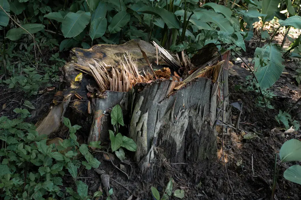 An illegally felled capirona tree. Image by Marcio Pimenta. Peru, 2019.