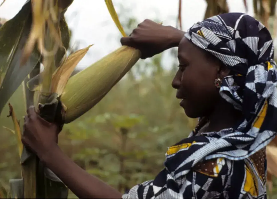 Woman farmer harvesting high yielding maize variety. Image via Flickr user IITA Image Library (CC BY-NC 2.0). Media file: women-corn-harvest_10381.jpg