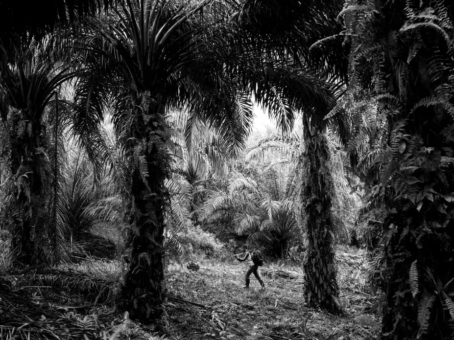 Palm oil is a billion-dollar industry that significantly contributes to the economy of Indonesia, which is a major global supplier and has plantations that stretch for millions of hectares. In this picture, farmer Puryito carries a palm fruit on a plantation in Kandis. Puryito’s whole family works on the plantations. Image by Xyza Cruz Bacani. Indonesia, 2018. Palm oil is a billion-dollar industry that significantly contributes to the economy of Indonesia, which is a major global supplier and has plantations that stretch for millions of hectares. In this picture, farmer Puryito carries a palm fruit on a plantation in Kandis. Puryito’s whole family works on the plantations. Image by Xyza Cruz Bacani. Indonesia, 2018.