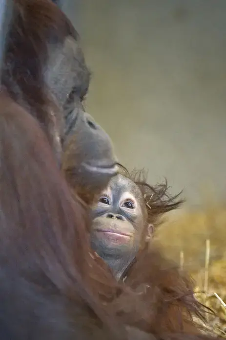 Mahal, an orangutan who was rejected by his mother at a Colorado zoo, plays in his enclosure at the Milwaukee County Zoo when he was about 9 months old. Another orangutan, MJ, became his surrogate mother. Image courtesy of the Milwaukee Journal Sentinel Files.