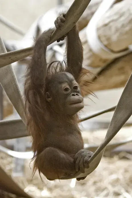 Mahal, an orangutan who was rejected by his mother at a Colorado zoo, plays in his enclosure at the Milwaukee County Zoo when he was about 9 months old. Image courtesy of the Milwaukee Journal Sentinel Files.