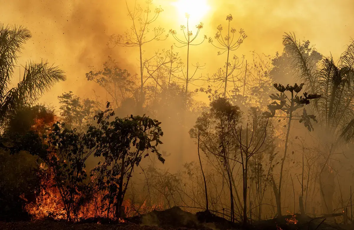 trees in a wildfire are silhouetted against the flames