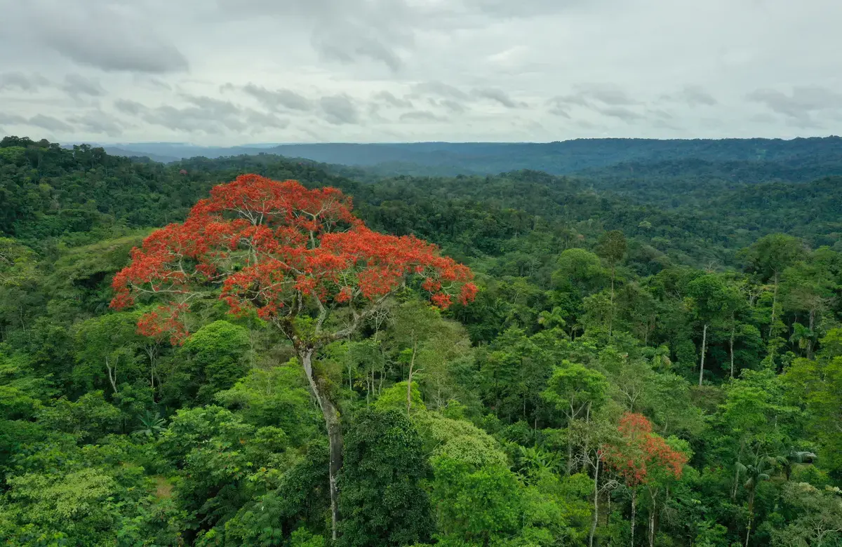 Image by Shutterstock. An aerial overview of a tropical rainforest in Southeast Asia.