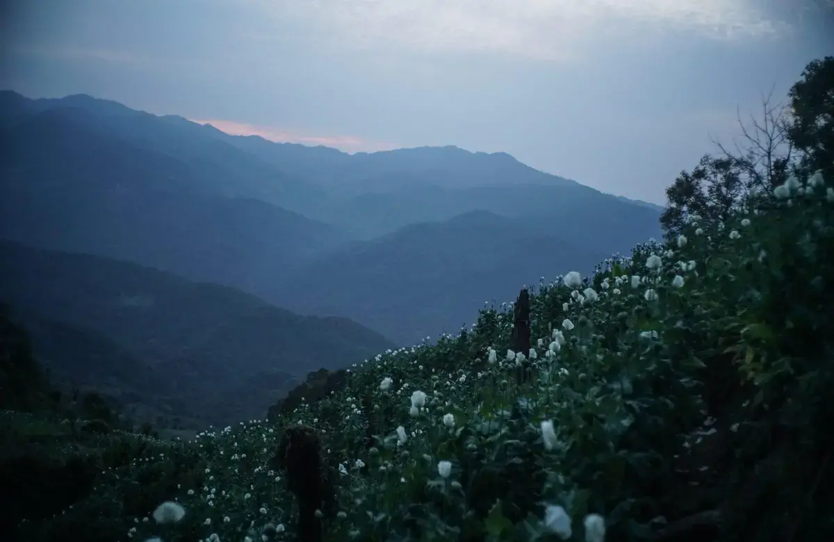 A shot of a horizon dotted with poppy plants and descending into layers of periwinkle hills