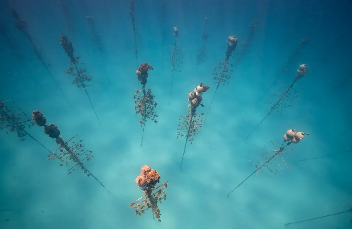 an underwater shot of fake coral trees standing in rows on the ocean floor