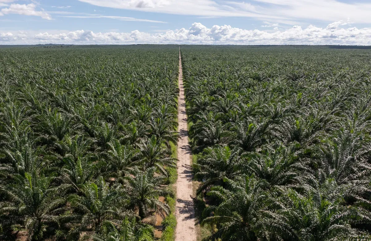 a landscape of fields of palm oil trees