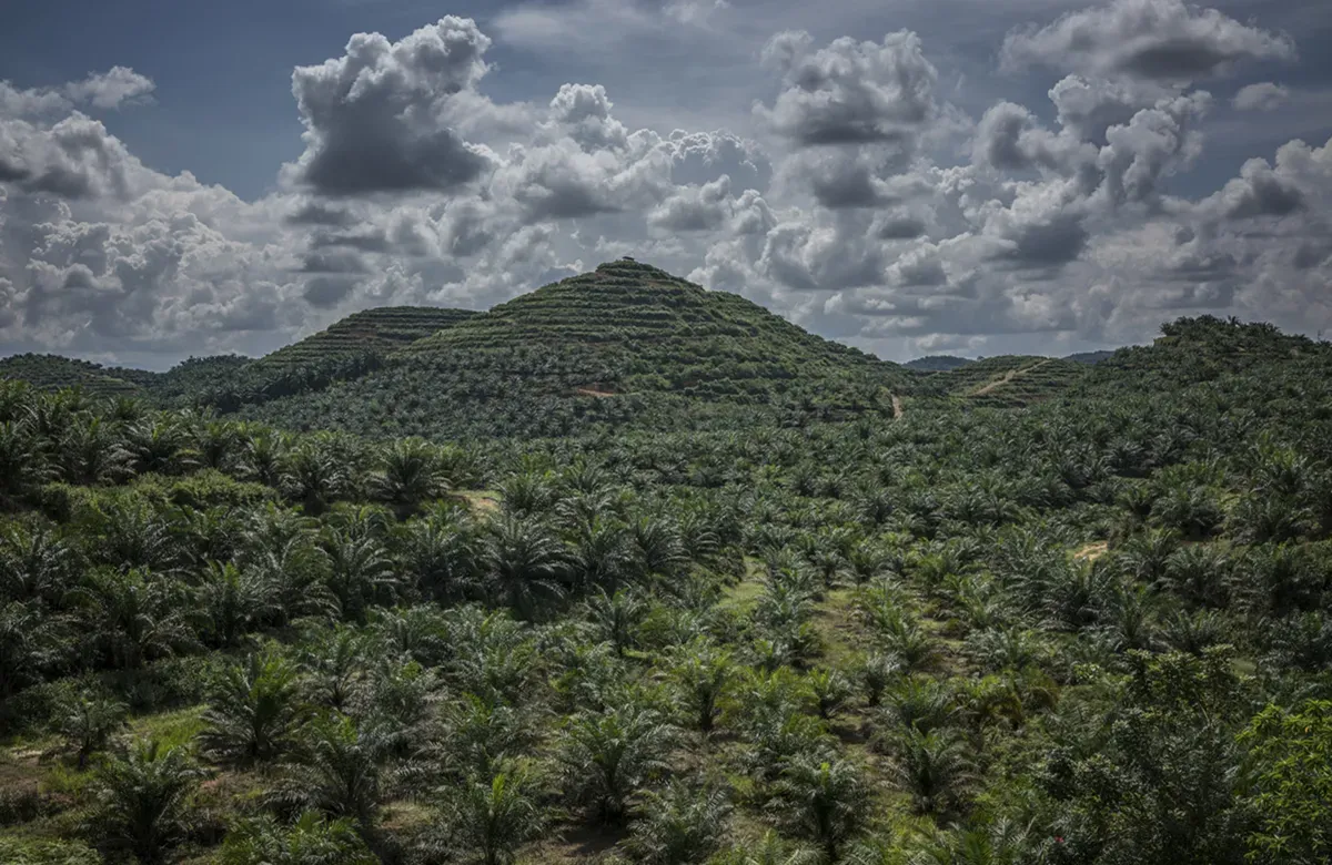 hills covered in rainforest in Malaysia