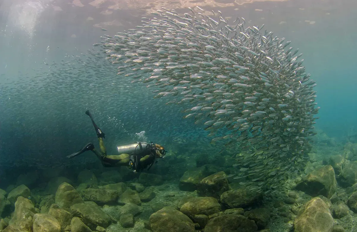 a scuba diver swims up to a school of fish