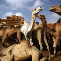 Egyptian Camel Traders And Butchers Are Facing Tough Times Pulitzer Center