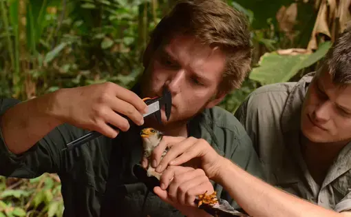 Two researchers observe a bird up close. Both hold the animal in place as one takes a measurement using calipers.