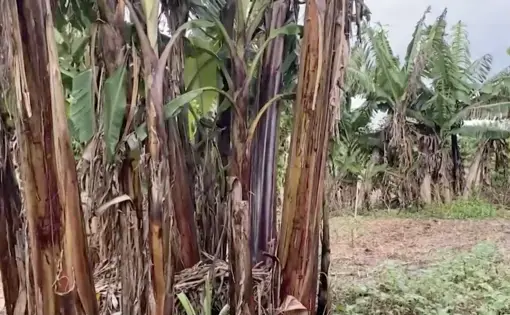 Millie Green is a farmer from Jamaica. She maintains two acres of farmland in Davie, Florida. Her garden hosts a number of herbs, fruits, and vegetables native to her island. But the storm destroyed most of her crops. Atlanta Black Star visited Green just days before the devastation. Image from video by Ashonti Ford. United States, 2020.
