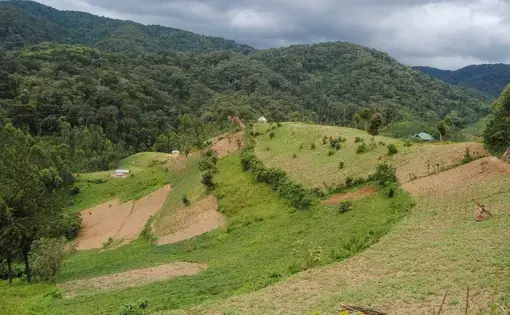 In River Nile basin region, natural forests are mostly in upstream countries. Reasons for forestland grab in these countries include production of food crops, nonfood agriculture commodities and timber production. Image by Fredrick Mugira. Uganda, 2018.